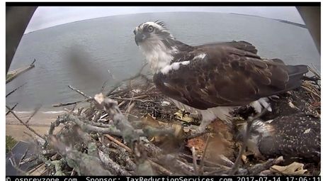 A view of an osprey nest near Southold