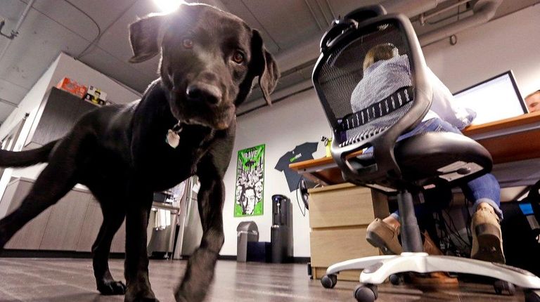 Jack, belonging to Geniuslink co-owner Jesse Lakes, roams