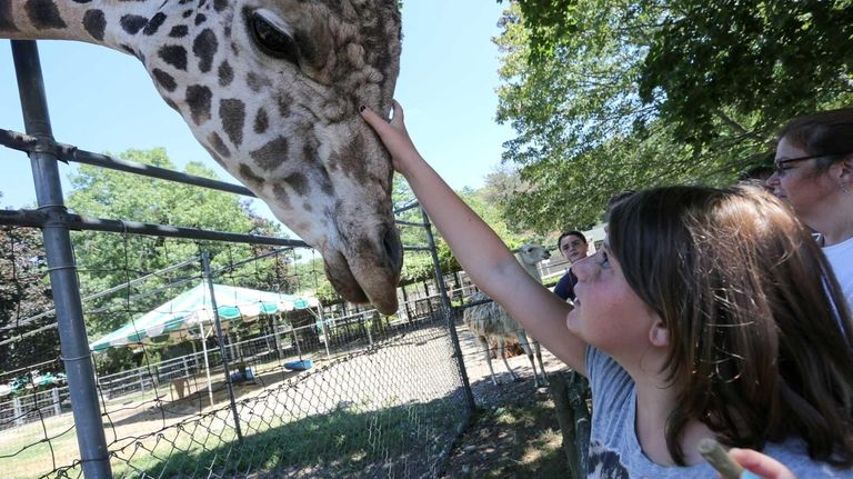 Clifford the giraffe is one of the many