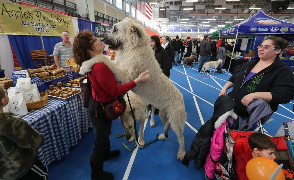 irish wolfhound cost