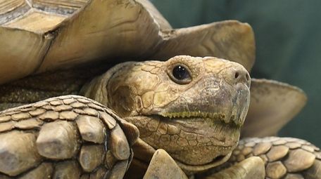 Tito, a 77-pound African spurred tortoise, was reunited