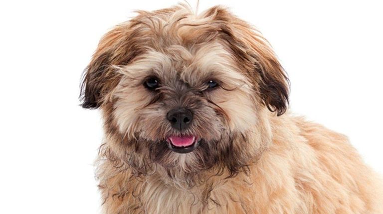 A shih poo is a mixed breed of
