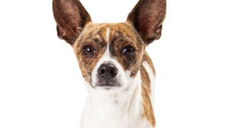 Tips for easing separation anxiety include not making