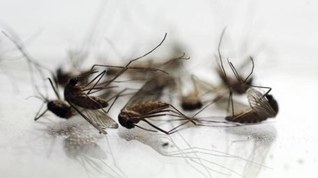 Mosquitos collected by Chris Horton, of the Berkshire
