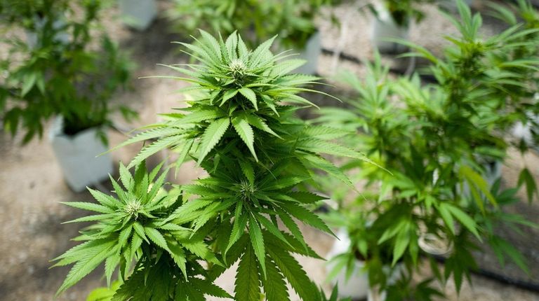 Cannabis plants at Vireo Health's medical marijuana cultivation