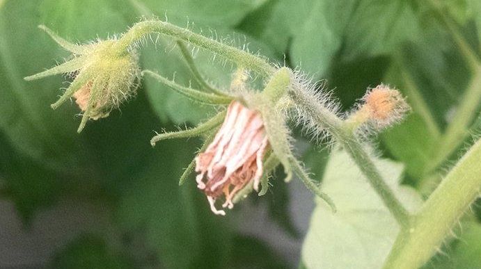 Fusarium wilt, blossom drop and growing healthy tomatoes | Newsday