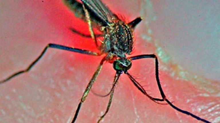 A adult female of the Culiseta melanura species,