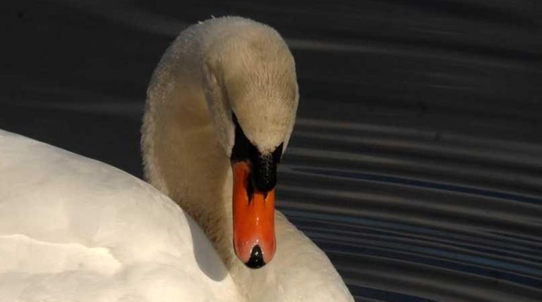 A mute swan swims in Main Pond at