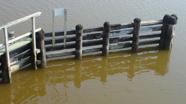 Brown tide at the Quogue canal bridge on