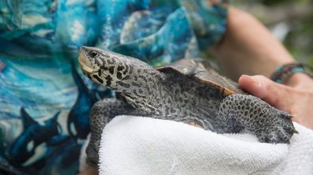 Harvesting a diamondback terrapin such as this one