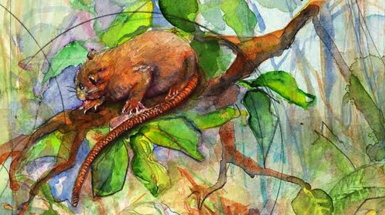 Vika, a sharp-toothed rat that grows up to