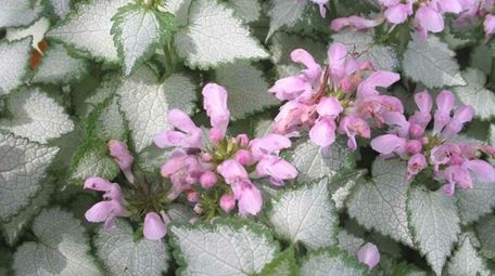 Lamium is a ground cover that would be