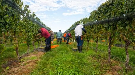 Workers harvest Chardonnay on Friday, Oct. 6, 2017