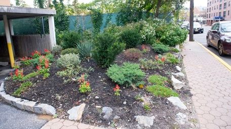 Officials in Great Neck Plaza plan to plant