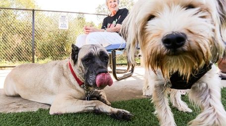 Thor and his owner Sybil Mendelsohn of Merrick,