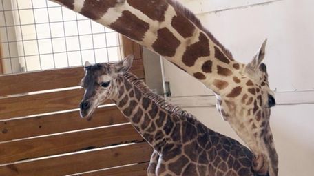 April the giraffe licks her new calf, Tajiri,