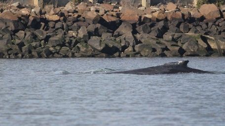 The Atlantic Marine Conservation Society said Thursday, Nov.