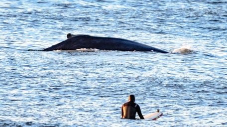 Surfer Miguel Rocca shares the waves with a