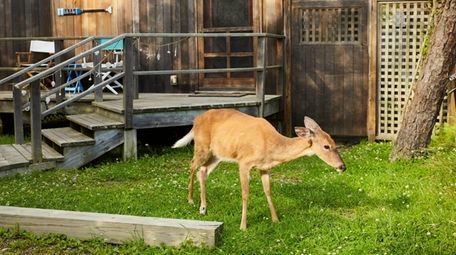 A deer grazes outside a beach house in