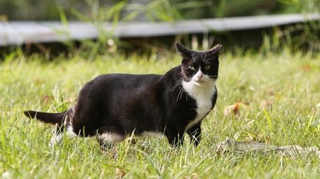 While a few cats cross the threshold from