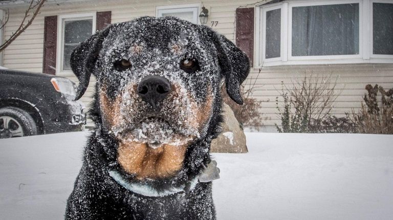 Freeport resident Herman Nieto's dog Mike watches his