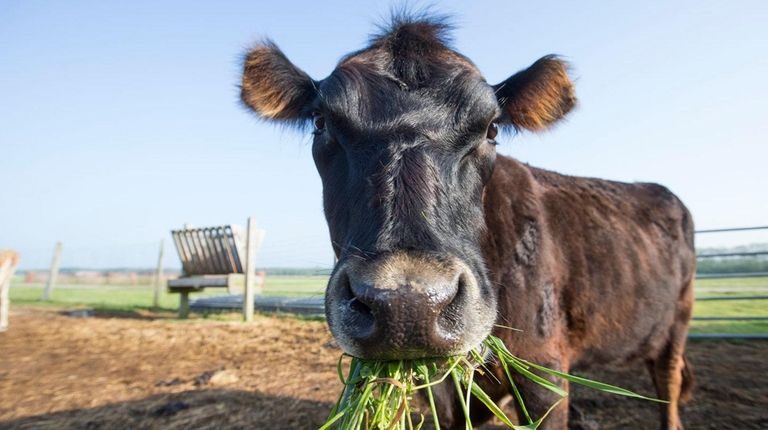 Showdown Horse Vs Cow Manure In The Garden Newsday