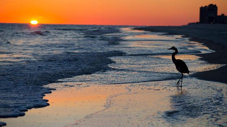 A blue heron walks along the beach at