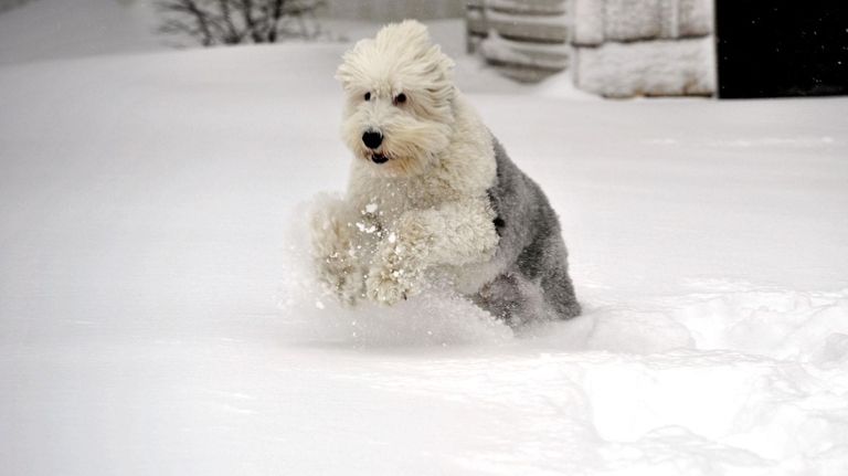 Blizzards 26 Inches Of Snow Sets Li Record Newsday