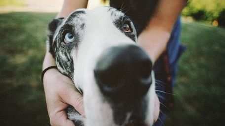 A Great Dane is at the heart of