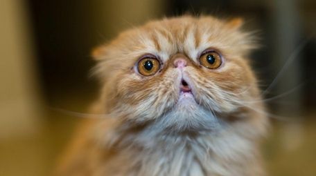 Chase, a tabby Persian from Island Park, will