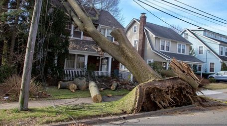 A large tree, knocked over by the nor-easter,