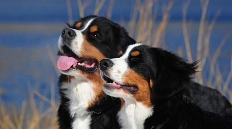 Callie and Alex, owned by Bernese Mountain Club