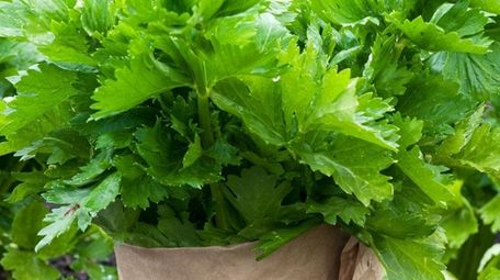 Wrapping organic celery in paper will increase its