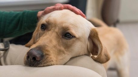 Meyers, a year-old golden lab mix, follows the
