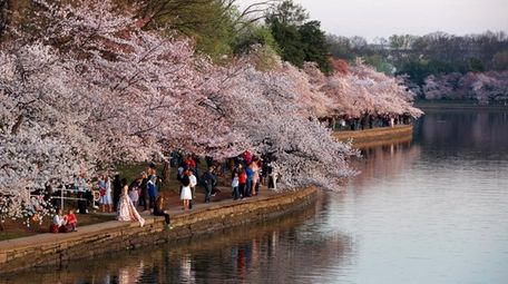 People watch the sunrise with cherry blossom trees