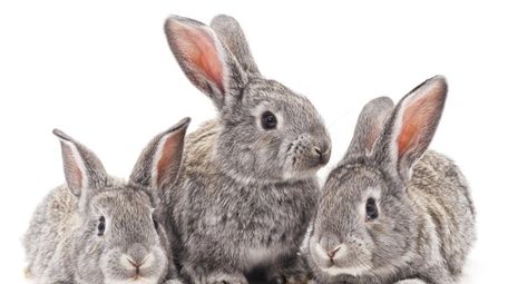 An Easter-themed event for kids features live bunnies.