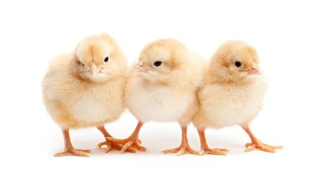 Chicks require commitment, but many are illegally discarded