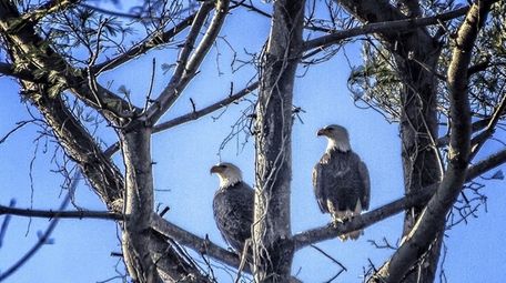 Two bald eagles nest in a tree on