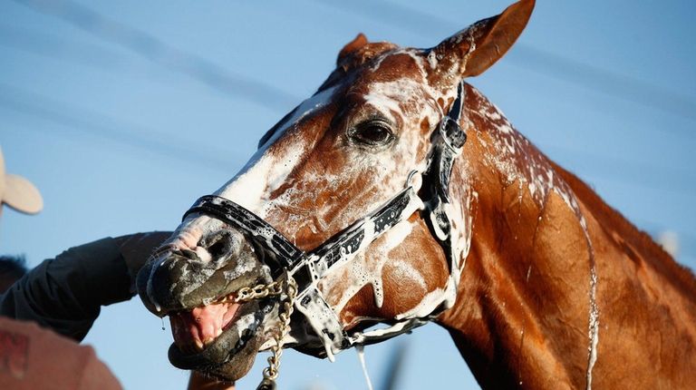 Justify is washed in the barn area during