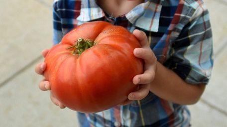 Great tomatoes lead to great expectations: Here Wyatt