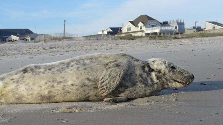 Nassau County police found a seal on East