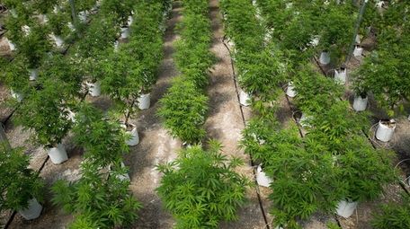 Rows of cannabis plants grow in the 20,000-square-foot