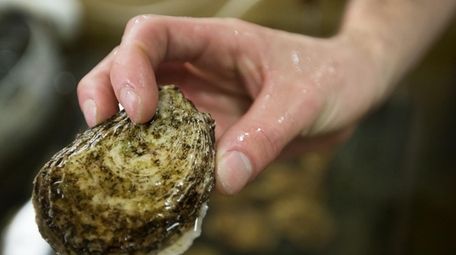 A hatchery technician holds an oyster to demonstrate
