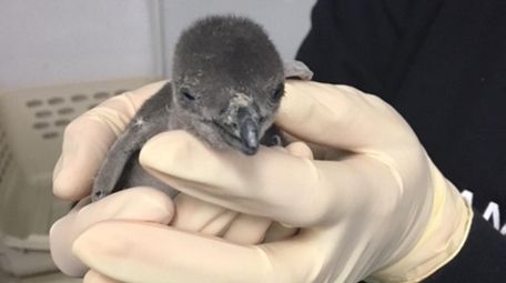 A baby penguin has hatched at the Long
