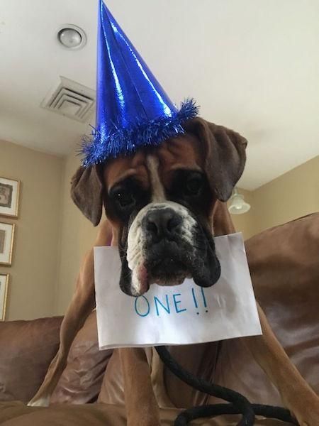 Your Dog S Birthday Photos Newsday