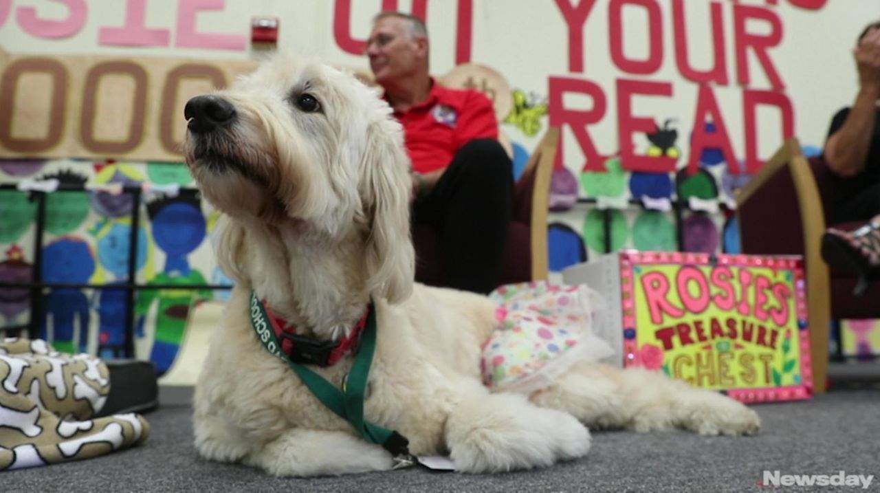Rosie the therapy dog celebrates one millionth read | Newsday
