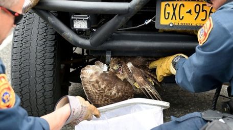Suffolk County emergency officers free a red-tailed hawk