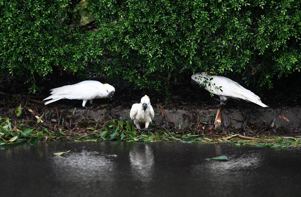 Cockatoo parrots forage for food after a cyclone