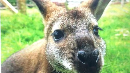 The new wallaby at the Long Island Game