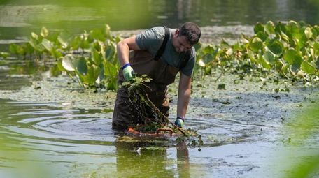 David Ganim removes invasive water chestnut plants from